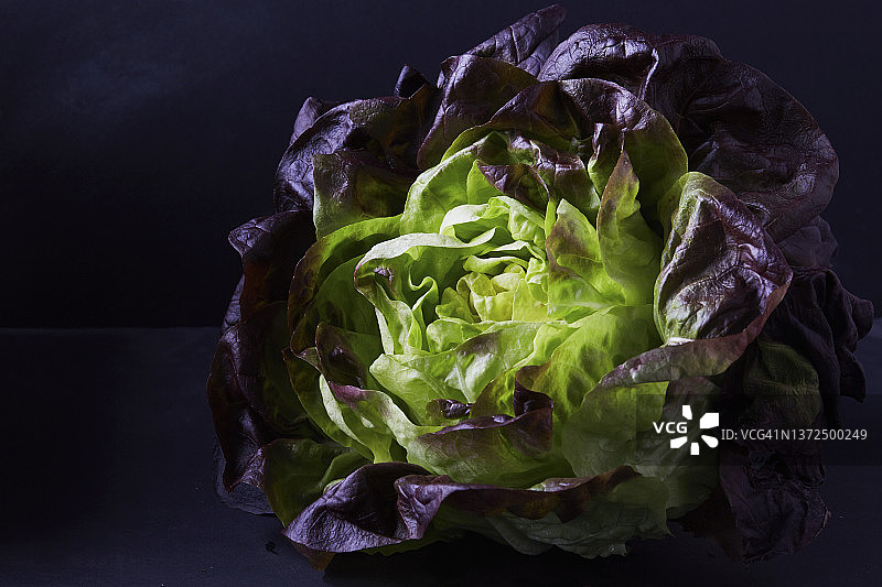 巴达维亚生菜图片素材