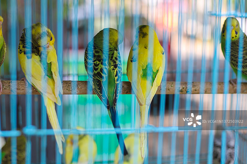 笼子里的鹦鹉图片素材