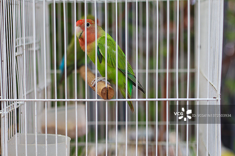 笼子里的鹦鹉图片素材