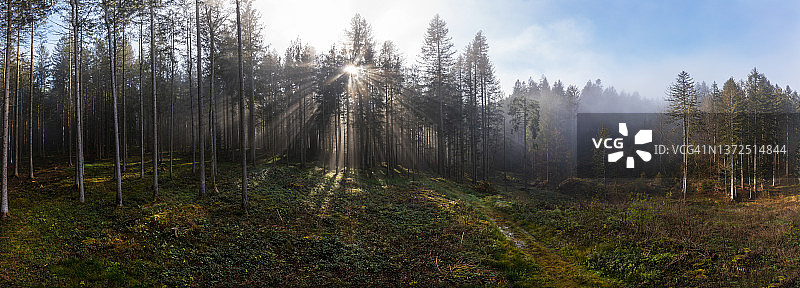 冉冉升起的太阳穿过森林树木的树枝图片素材