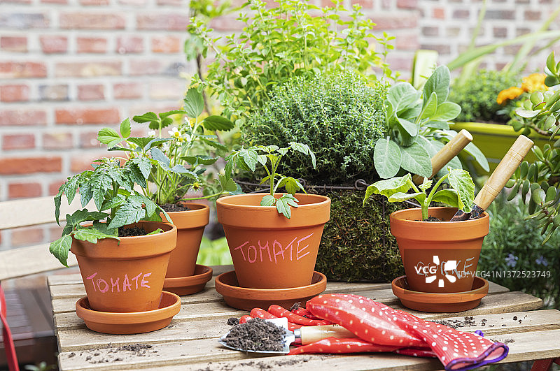 在阳台花园中种植的香草和蔬菜图片素材