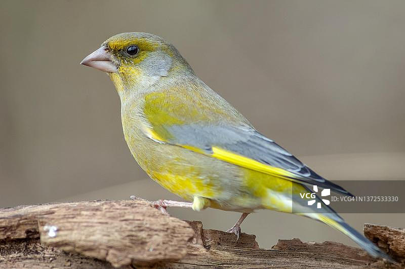 绿雀（Chloris chloris）在法国森林中的树枝上图片素材