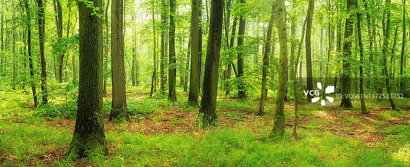 德国萨克森-安哈尔特州弗赖堡附近，阳光明媚的落叶混交林早晨全景图片素材