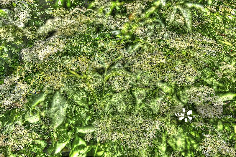 德国接骨木花创意图片素材