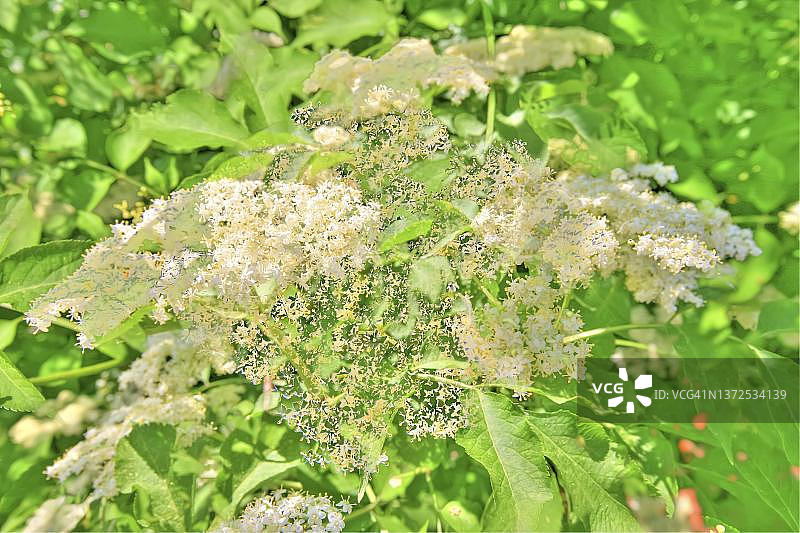 德国接骨木花创意图片素材