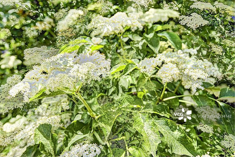 德国接骨木花创意图片素材