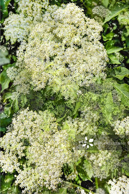 德国接骨木花创意图片素材