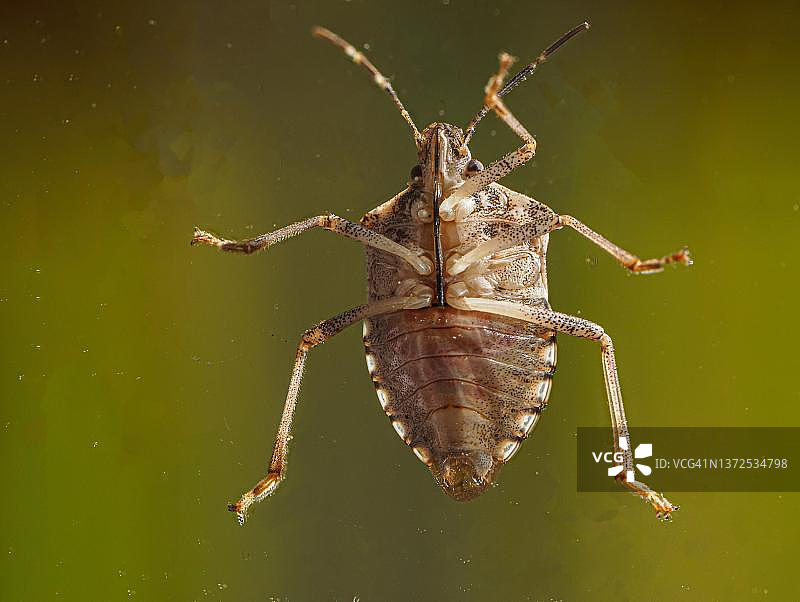 德国巴登-巴登椿象特写微距照片图片素材