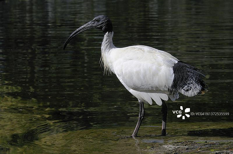 澳洲白鹮，布里斯班图片素材