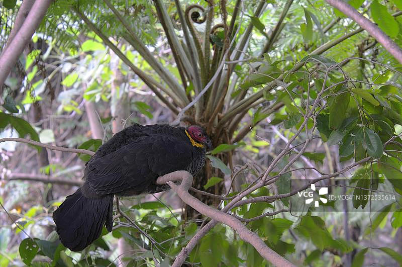 澳大利亚丛冢雉，布里斯班图片素材