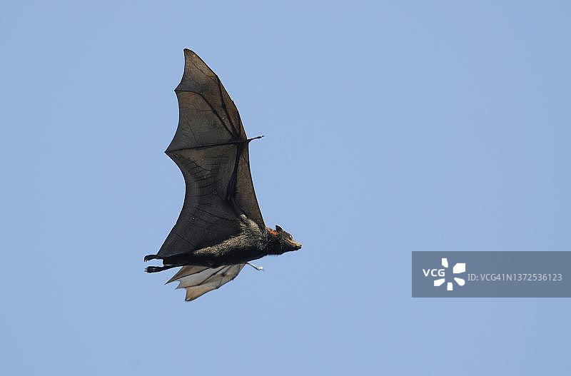 灰头狐蝠，布里斯班图片素材