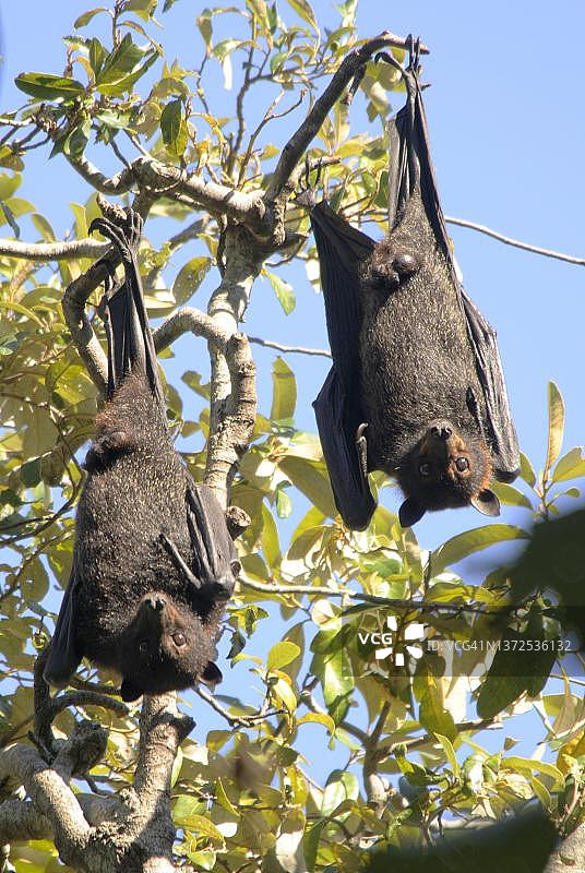 灰头狐蝠，布里斯班图片素材