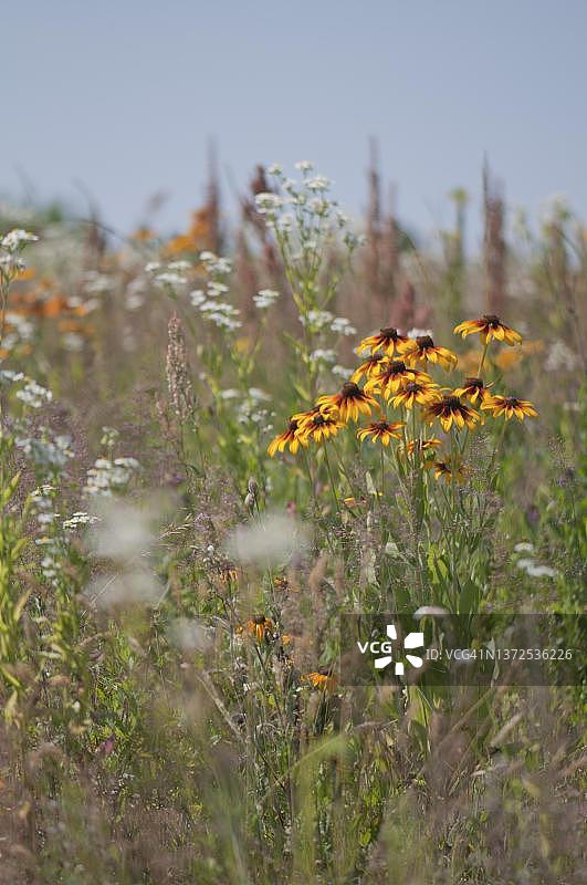 立陶宛维尔纽斯植物园的蓟花草甸图片素材