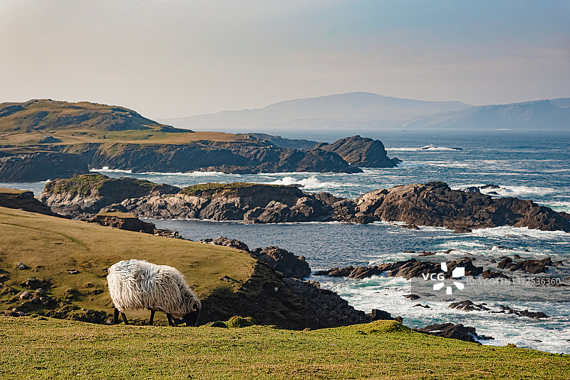爱尔兰西海岸阿基尔岛海洋边的绵羊图片素材
