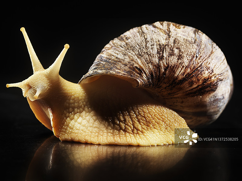 非洲大蜗牛图片素材