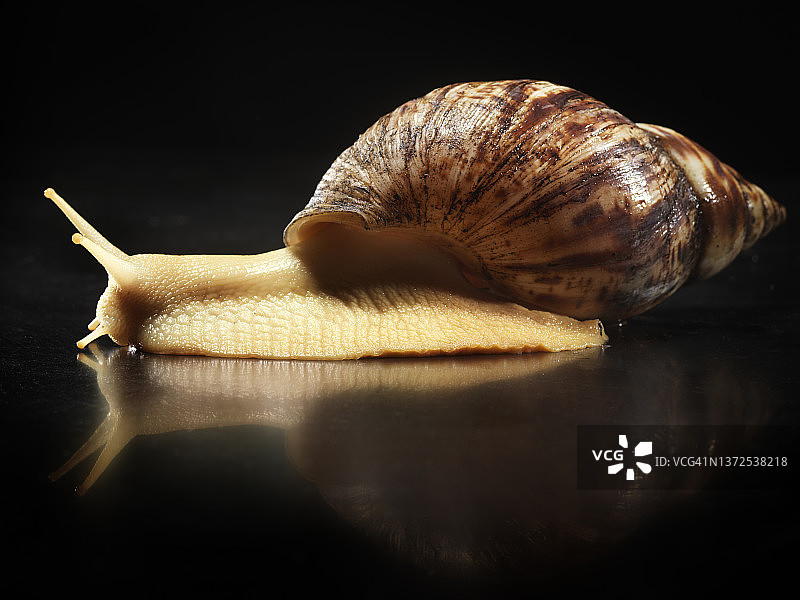 非洲大蜗牛图片素材