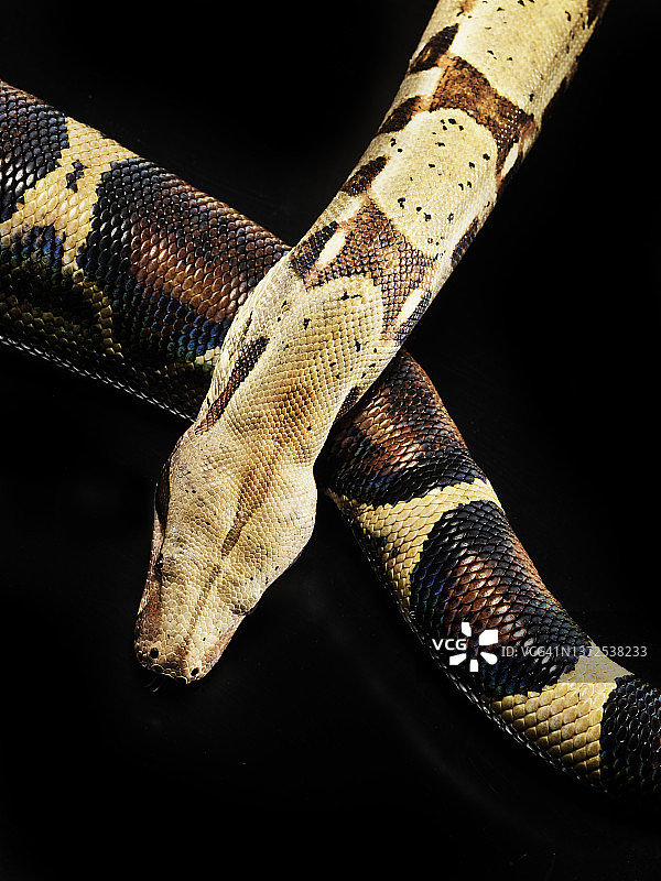 红尾蟒蛇图片素材