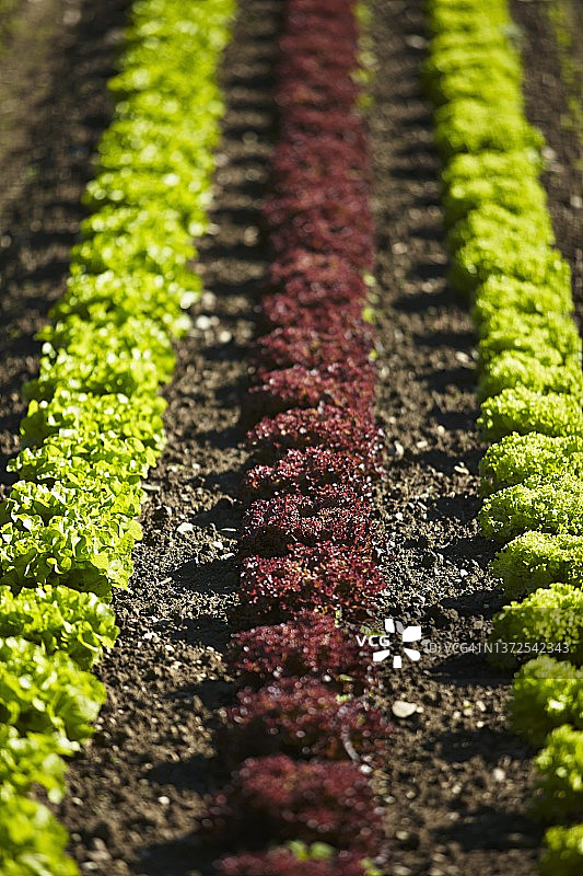 生菜领域图片素材