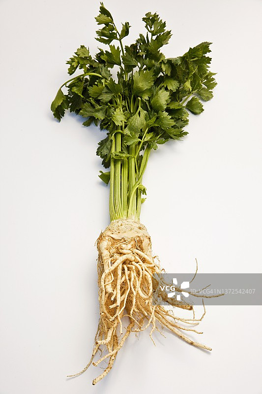 带叶芹菜根图片素材