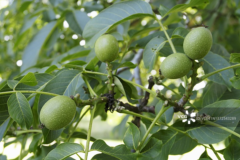 树上的核桃图片素材