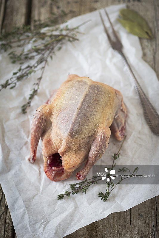 纸上的百里香布雷斯鸽子图片素材