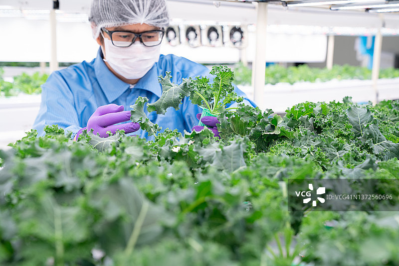 室内植物水培垂直农业图片素材