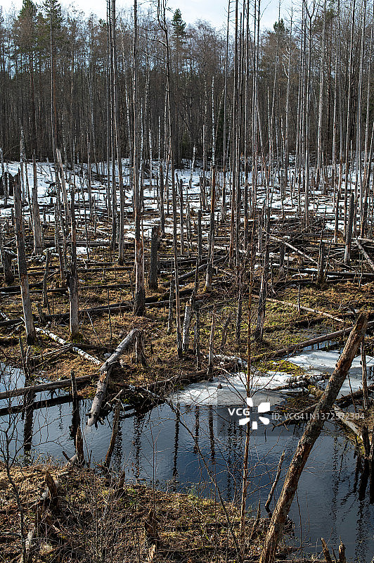森林中的春季洪水图片素材