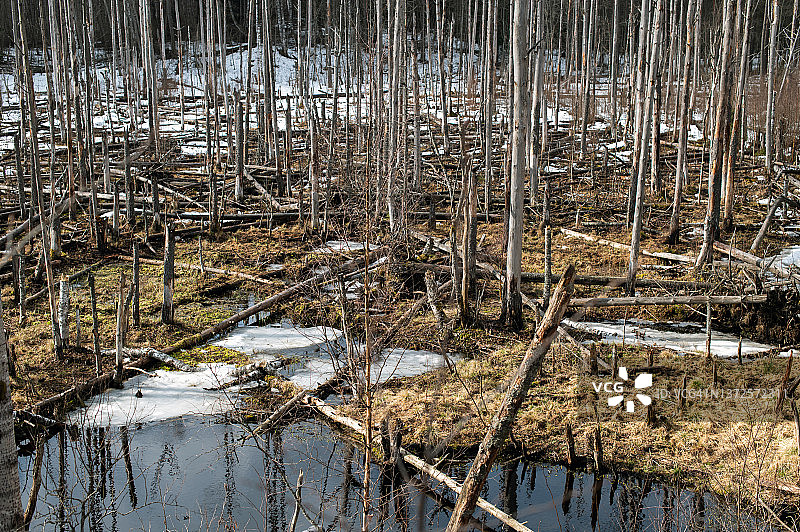 森林中的春季洪水图片素材