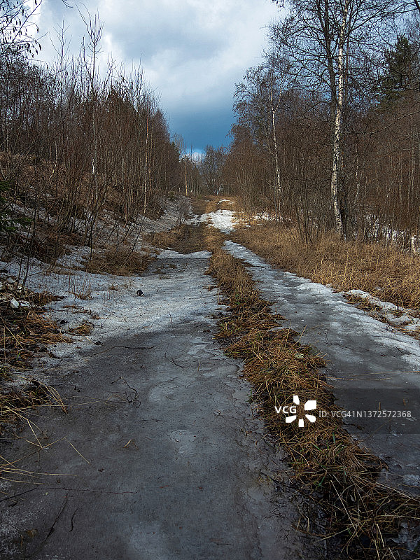森林中的春季洪水图片素材