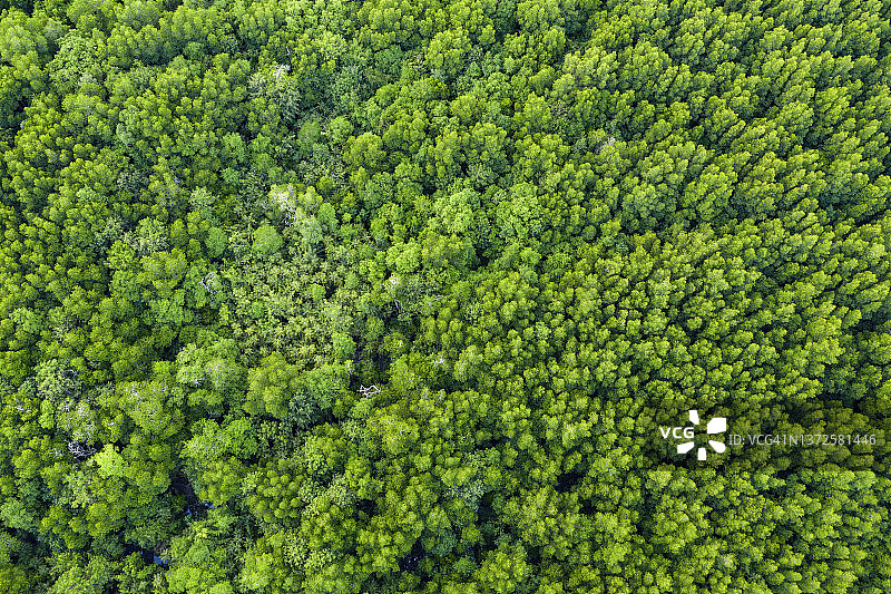 森林树木航拍图片素材