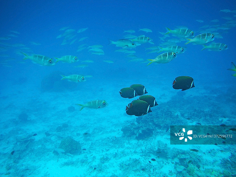 Komandoo岛礁上的礁鱼群，马尔代夫图片素材