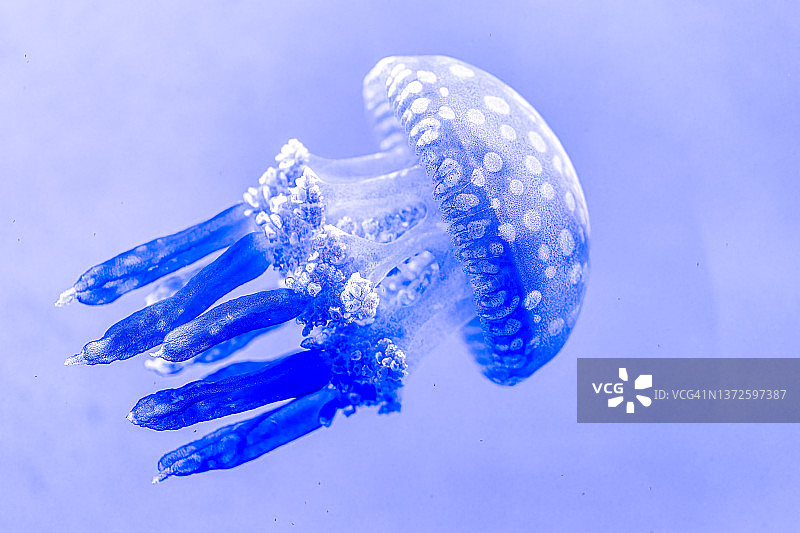 水中的水母图片素材