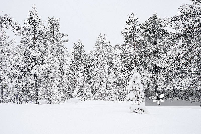 罗瓦涅米拉普兰的积雪松树林图片素材