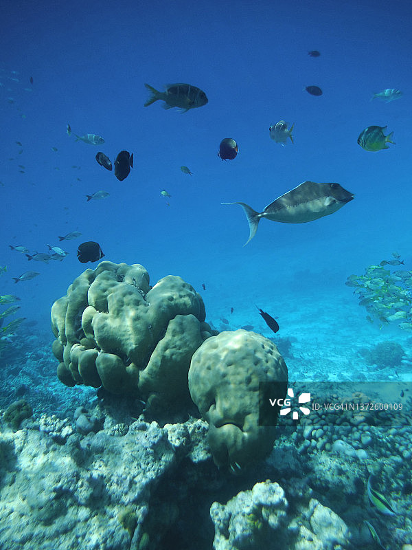 珊瑚与珊瑚礁鱼，马尔代夫图片素材