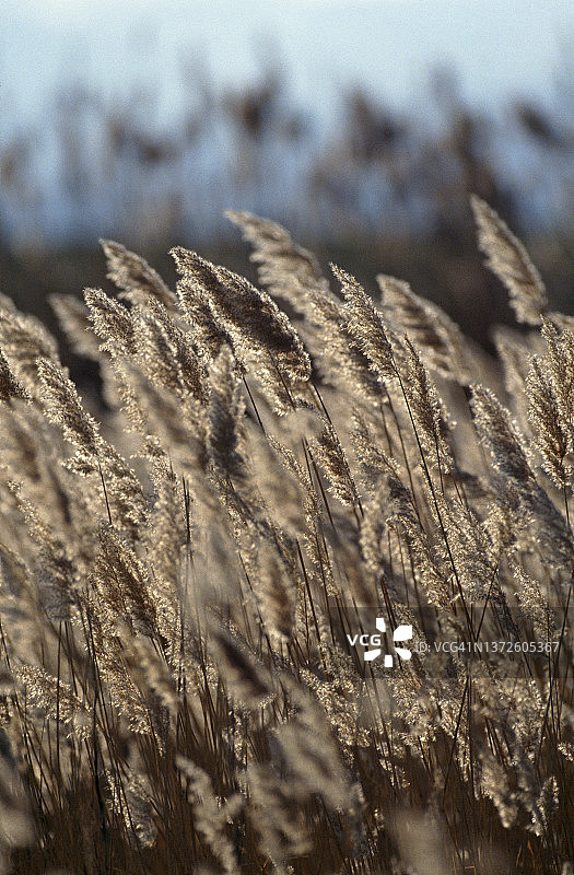 安纳托利亚中部的芦苇图片素材