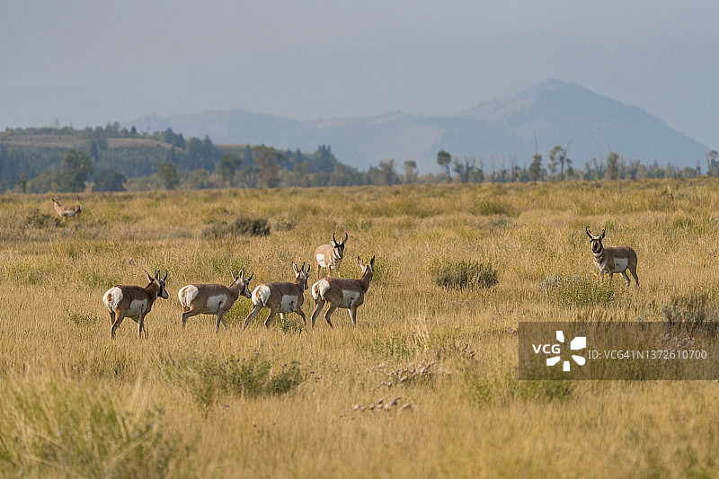 小群叉角羚羊伫立于大提顿草甸中图片素材