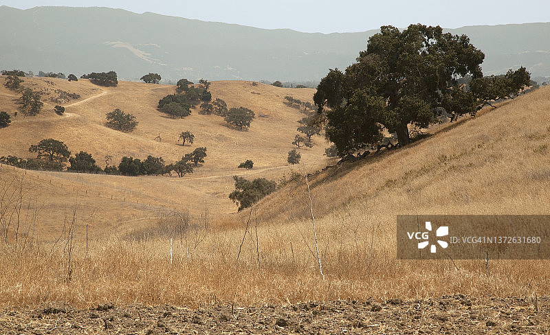 点缀着栎树的金色山丘、蜿蜒的土路、远处的群山和天空图片素材