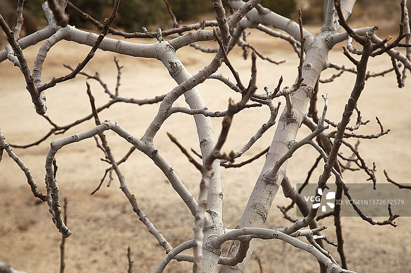 冬季无叶无花果树枝特写图片素材