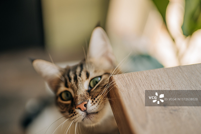 猫咪通过摩擦物体来标记领地的行为图片素材