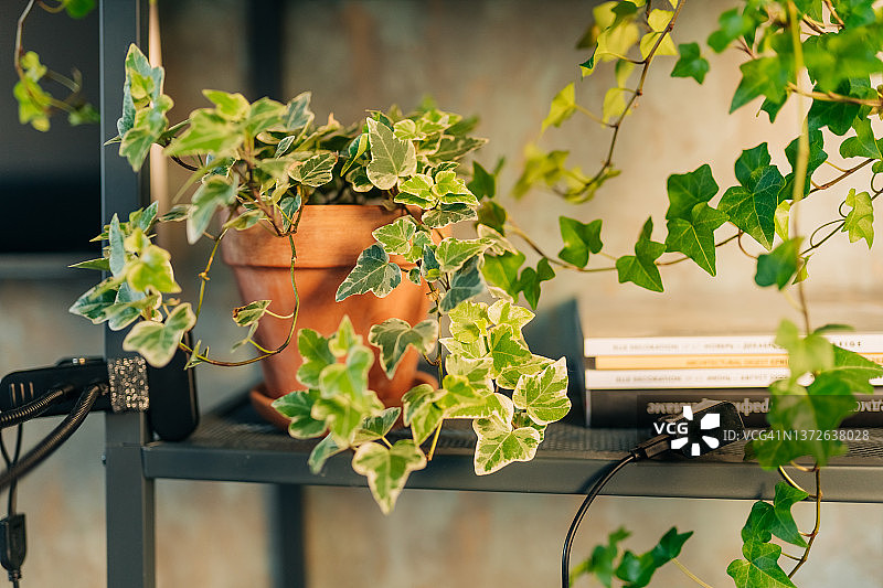 白色花盆中的蔓生绿萝图片素材