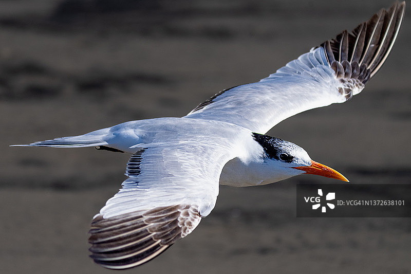 白嘴端燕鸥图片素材