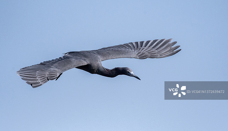 飞行中的小白鹭图片素材
