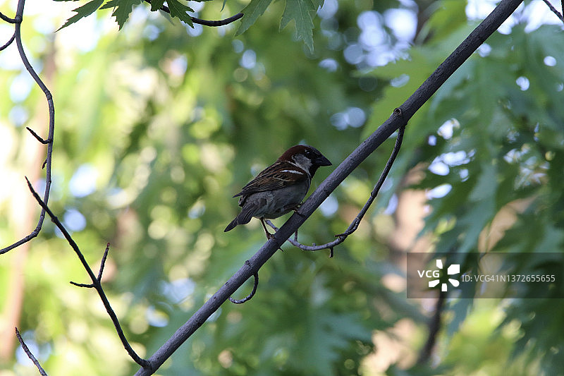 野外的小麻雀类鸣禽图片素材