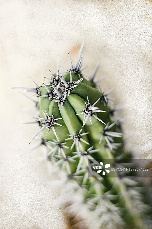 仙人掌和疣状突起的特写图片素材