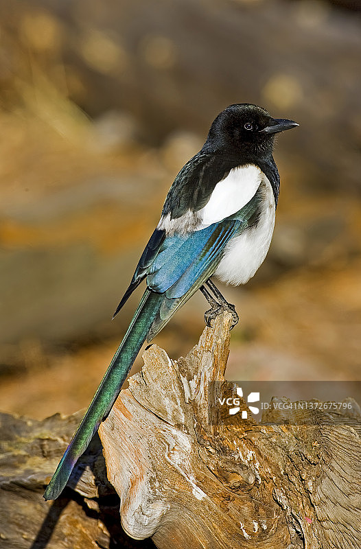 黑嘴喜鹊图片素材