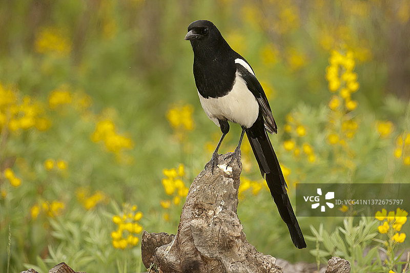 黑嘴喜鹊图片素材