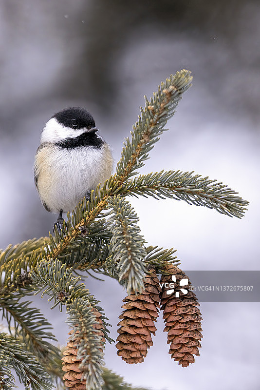 在明尼苏达州南部拍摄的冬季黑顶山雀图片素材