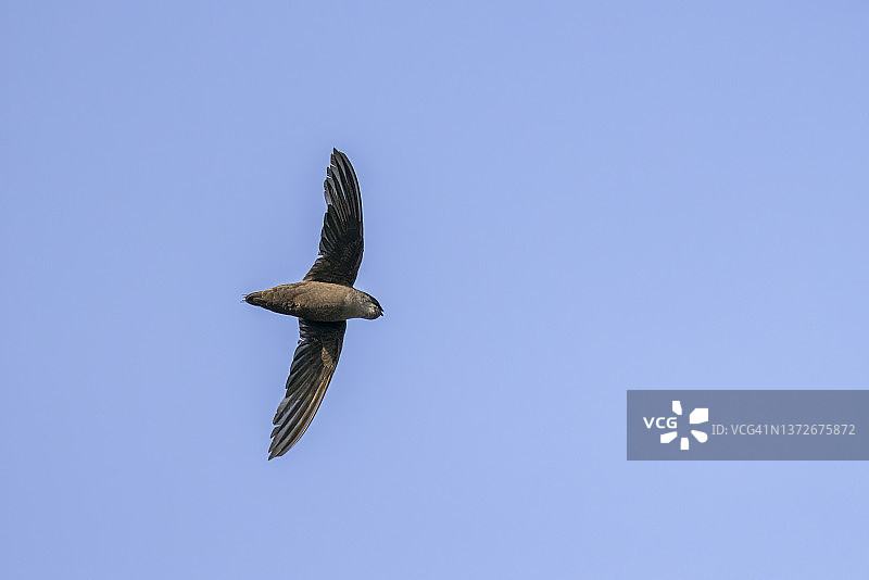 飞行中的烟囱雨燕图片素材