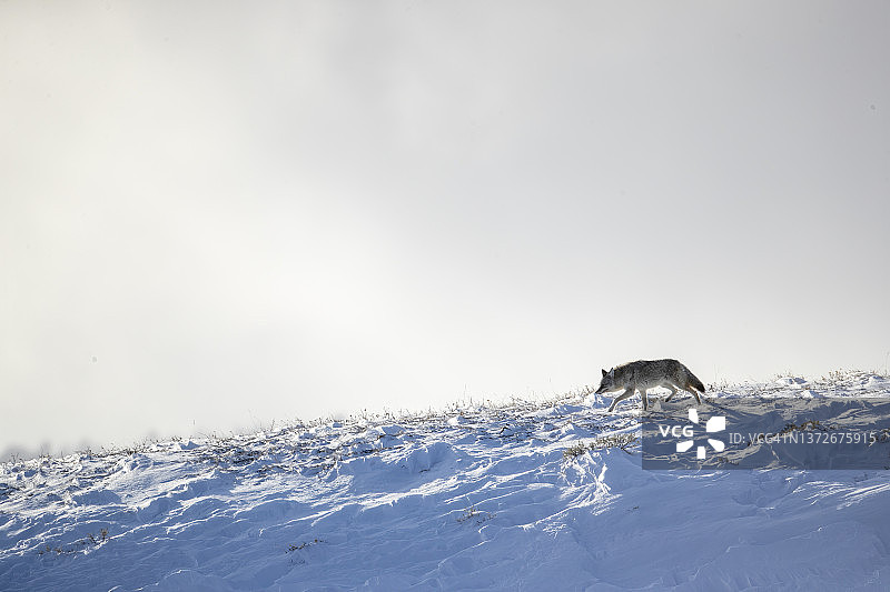 郊狼在冬雪中图片素材