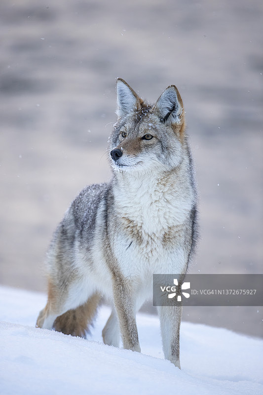 郊狼在冬雪中图片素材